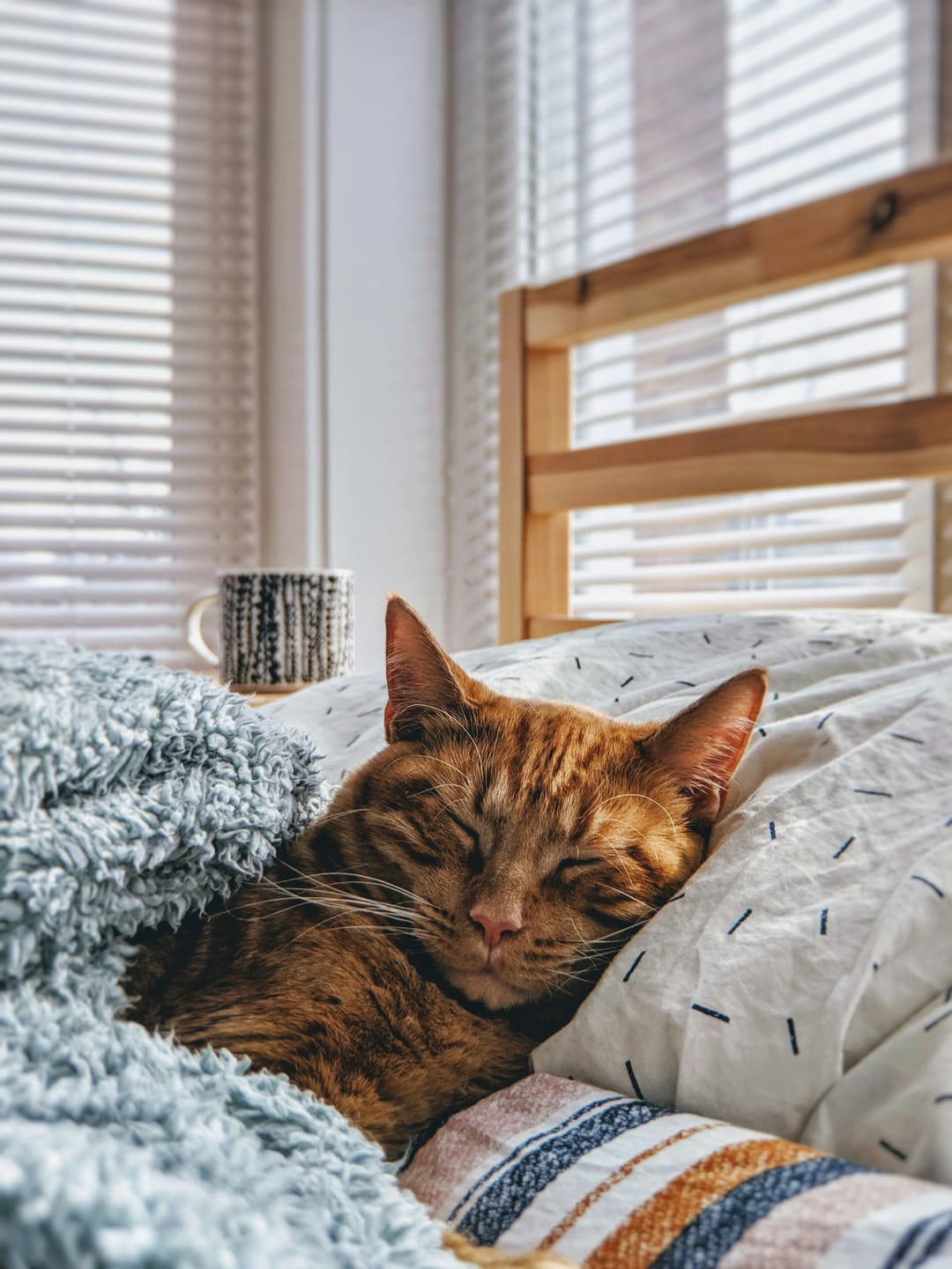 Peaceful cat sleeping