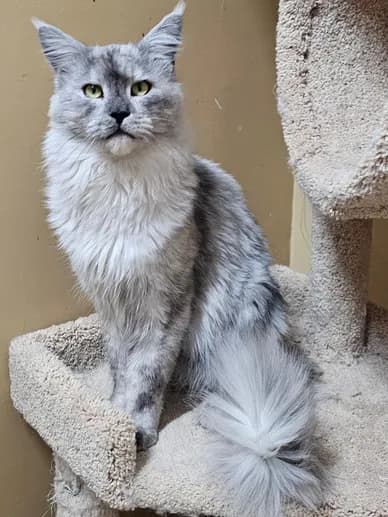 Oliver