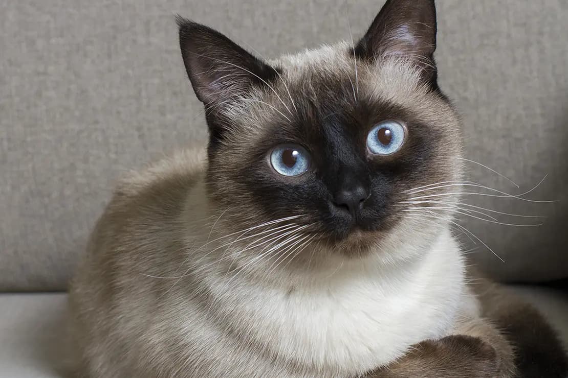Loki